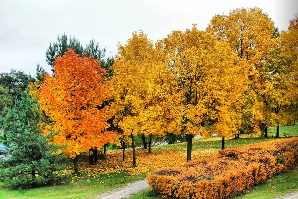 Nizza alberi in autunno in città — Foto Stock