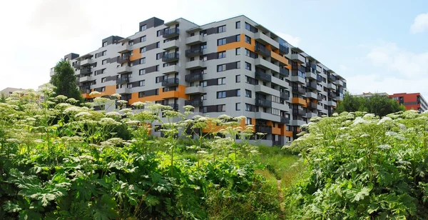 Pastinaak sosnowski (heracleum sosnowskyi) in de stad vilnius. — Stockfoto