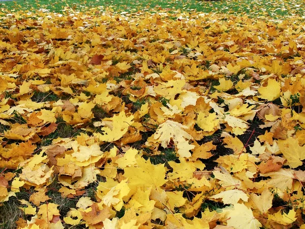 Mapple leaves in the beautiful autumn park — Stock Photo, Image