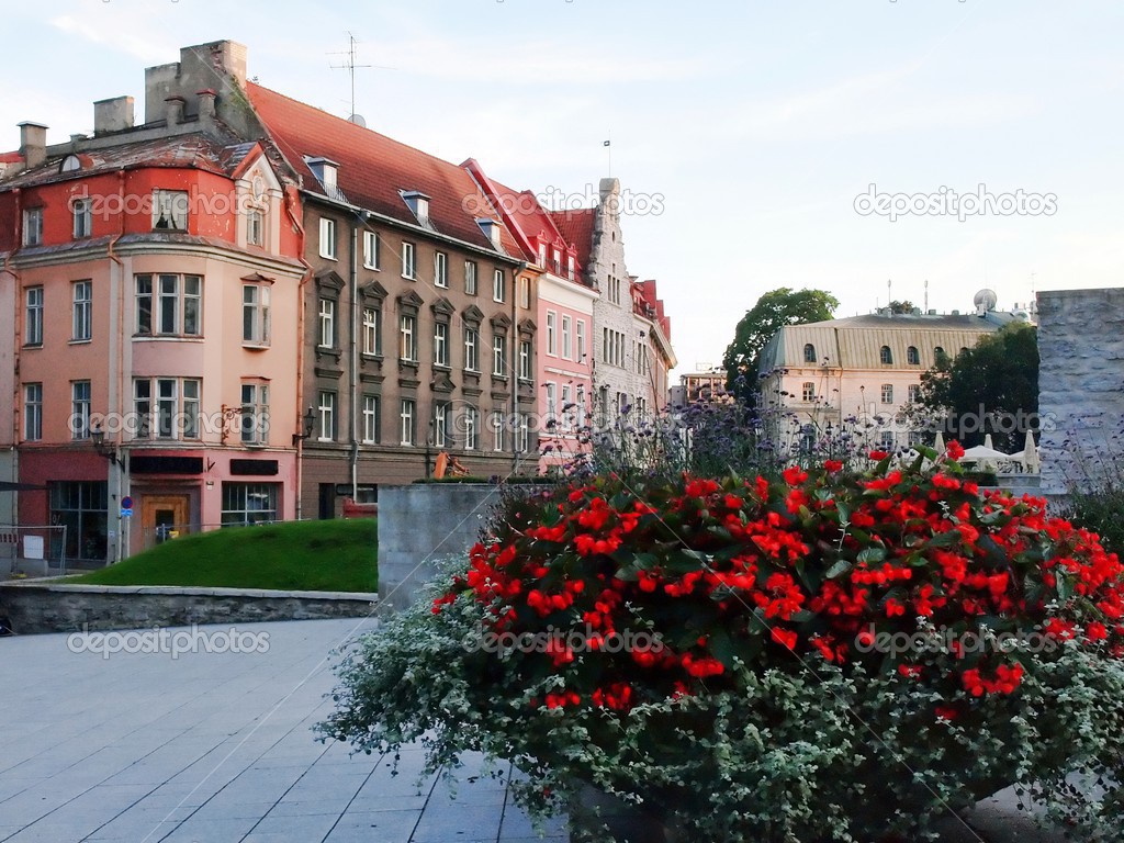 Flowers in the Tallinn city