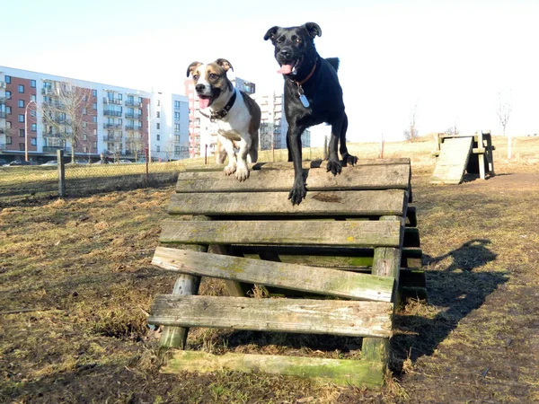 2 匹の犬の訓練 — ストック写真