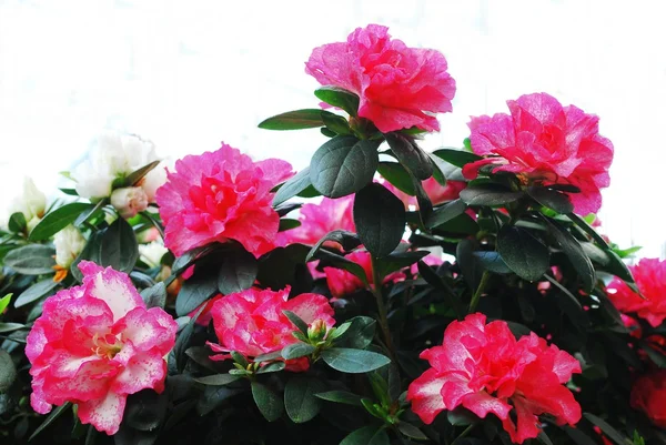 Plantas de flores rojas rosadas en el jardín —  Fotos de Stock