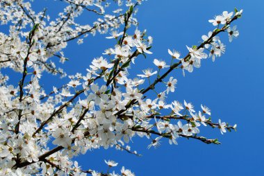 beyaz beyaz plum blossom ve mavi gökyüzü arka plan