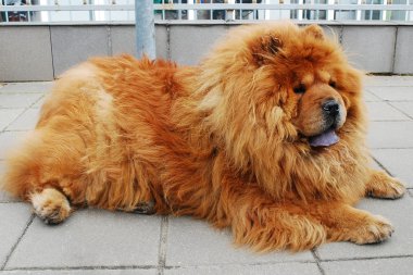 kahverengi chow chow köpek Avrupa İlleri. 