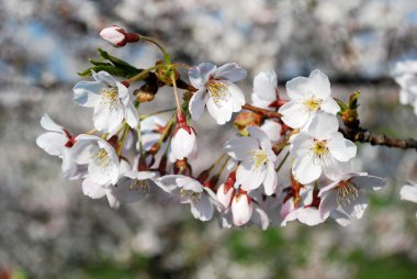 Sakura çiçekleri açıyor. Güzel pembe kiraz çiçeği 