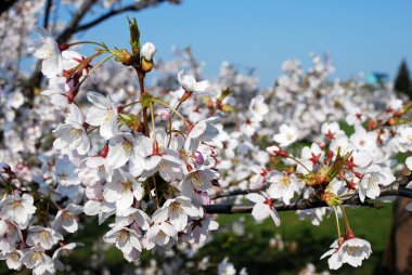 Sakura çiçekleri açıyor. Güzel pembe kiraz çiçeği 