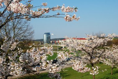 Sakura çiçekleri açıyor. Güzel pembe kiraz çiçeği 