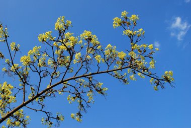 Mavi gökyüzü arka plan üzerinde çiçeklenme Akça ağaç 