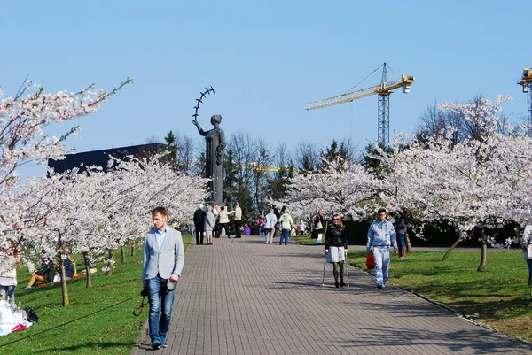在 2014 年 4 月 19 日在维尔纽斯市的樱花开花 — 图库照片