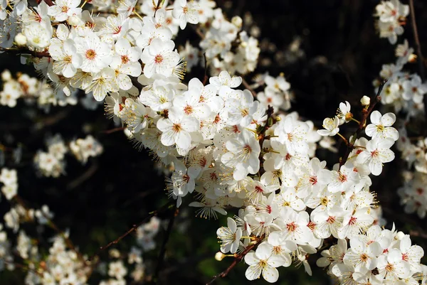 Caucasico prugna bianco fiore e verde erba sfondo — Foto Stock