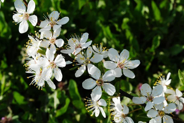 Caucasian plum white blossom and green grass background — Stock Photo, Image