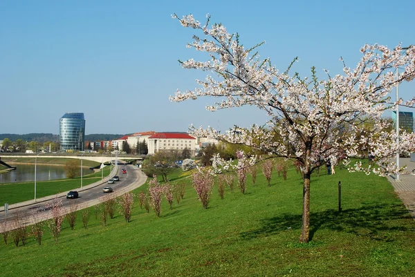 Λουλούδια Sakura ανθίζουν. Όμορφο ροζ άνθος κερασιάς — Φωτογραφία Αρχείου