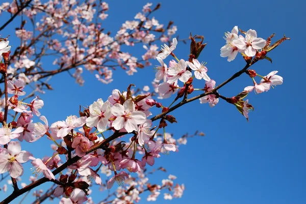 桜が咲く。美しいピンクの桜 — ストック写真