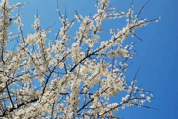 Kaukasiska plommon vit blomma och blå himmel bakgrund — Stockfoto