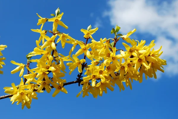 Spring shrub with flowers. Blooming Forsythia. — Stock Photo, Image