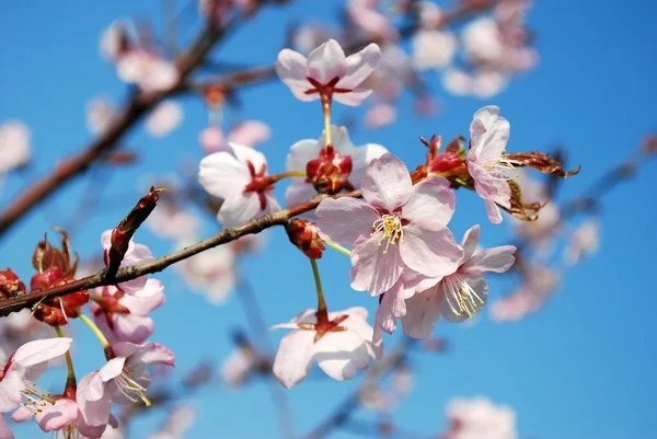 Flores Sakura floreciendo. Hermosa flor de cerezo rosa —  Fotos de Stock