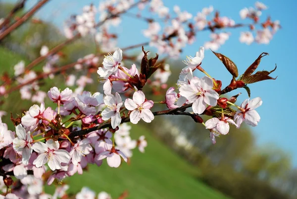 Fiori Sakura che sbocciano. Bello fiore di ciliegio rosa — Foto Stock