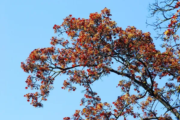 Belles feuilles d'érable de printemps colorées — Photo