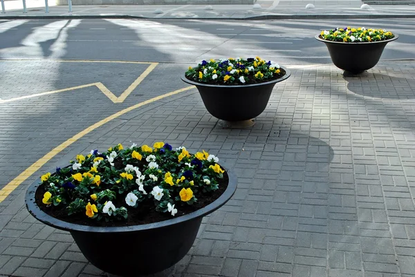 Vasos de flores na rua de Vilnius — Fotografia de Stock