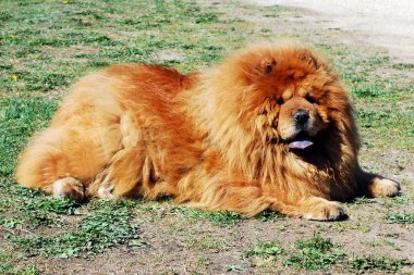 kahverengi chow chow köpek dina çim.