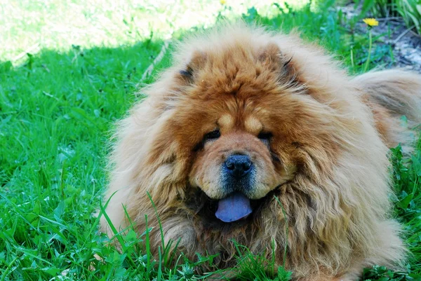 Pies brązowy chow chow w zielonej trawie — Zdjęcie stockowe