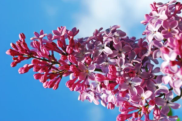 Rama con flor de lila de primavera — Foto de Stock