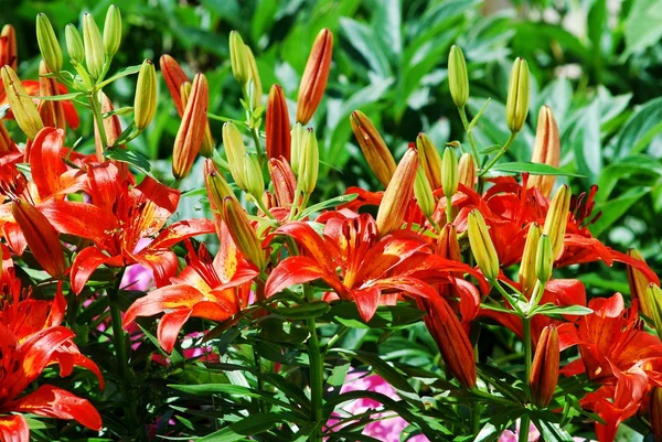 花卉园植物-红色百合照片 — 图库照片