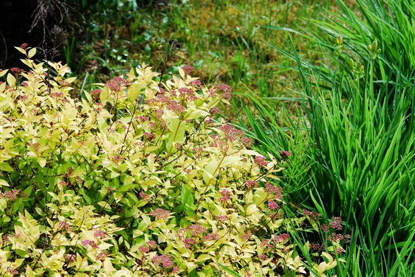 Herbe verte humide fraîche de printemps après la pluie — Photo
