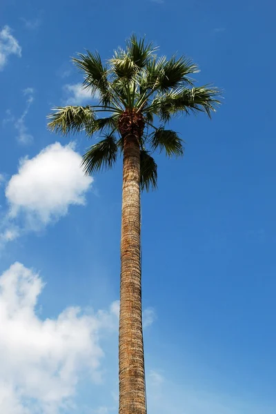 Palme auf blauem Himmel Hintergrund ohne Früchte — Stockfoto