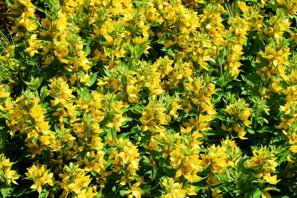 Flores amarillas con hojas verdes para fondos — Foto de Stock