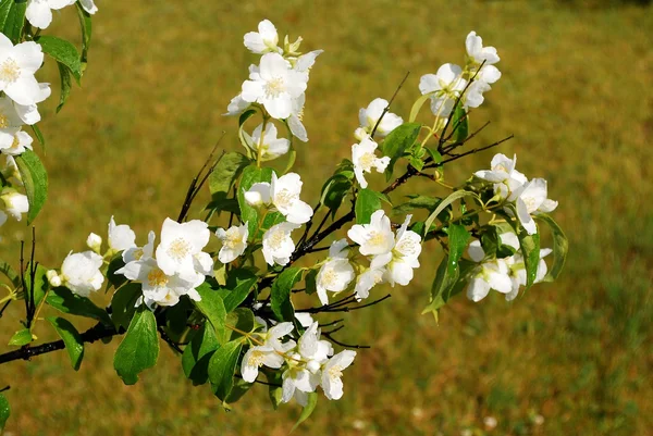 Beautiful flowers of a jasmine on the grass — Stock Photo, Image