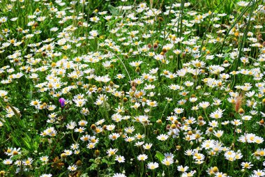 Palatino Tepesi Roma Şehir alanında çimen