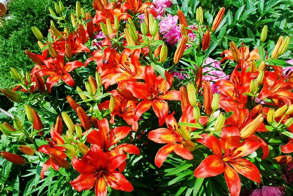 花卉园植物-红色百合照片 — 图库照片