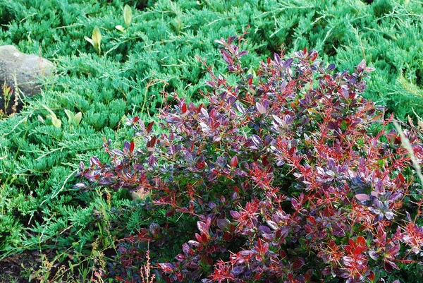 新鮮な春の雨の後の緑の草のウェット — ストック写真