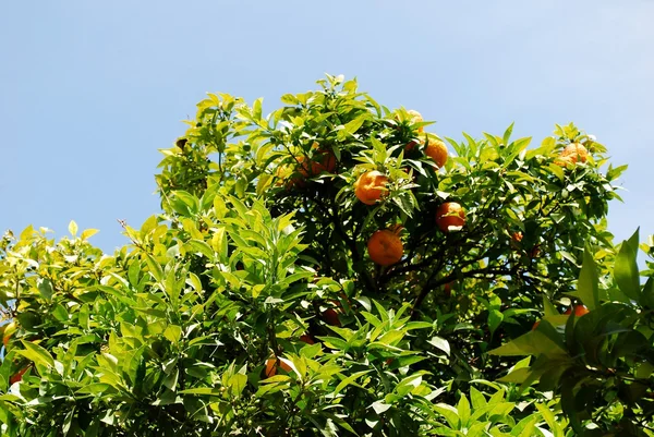 The green orange tree in blue sky background — Stock Photo, Image