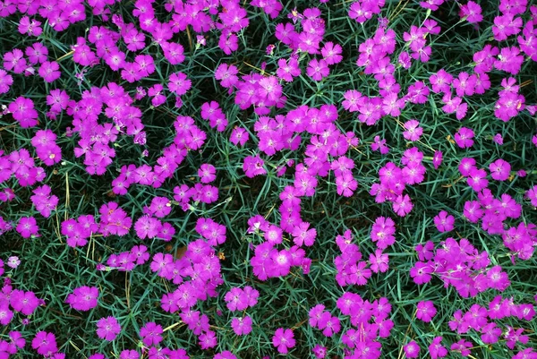 Flores rojas rosadas con hojas verdes para fondos — Foto de Stock