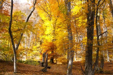 sonbahar renkleri ormanda. Kırım