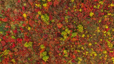 Turuncu ve kızıl sonbahar ormanı, tepelerde bir sürü ağaç. Renkli arkaplan.