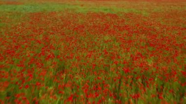 Kırmızı haşhaş tarlasının üzerinde uçuyor. Güzel çiçekler ve bahar doğal kompozisyonu.
