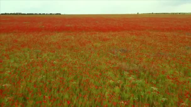 Letím Nad Polem Červených Máků Krásné Květiny Jarní Přírodní Složení — Stock video