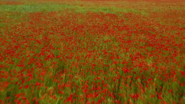 Letím Nad Polem Červených Máků Krásné Květiny Jarní Přírodní Složení — Stock video