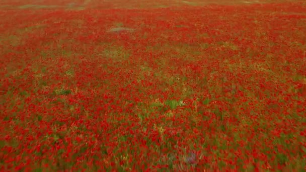 Volando Sobre Campo Amapolas Rojas Hermosas Flores Composición Natural Primavera — Vídeos de Stock