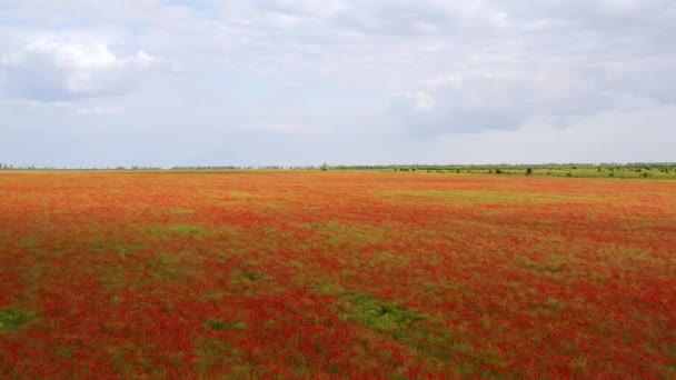 Letím Nad Polem Červených Máků Krásné Květiny Jarní Přírodní Složení — Stock video