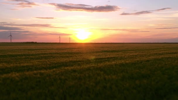 Drone View Shot Agricultural Wheat Field Sunset Beautiful Sky Clouds — Stock Video