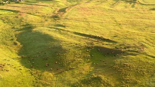 Rebanho Ovelhas Pastando Prado Verde Atingido Com Drone Perseguindo Ovelhas — Vídeo de Stock