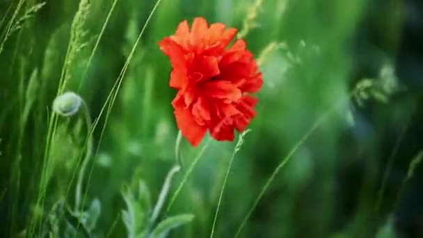 Красный Мак Зеленой Траве Раскачивается Ветру Весной Проснулась Природа — стоковое видео