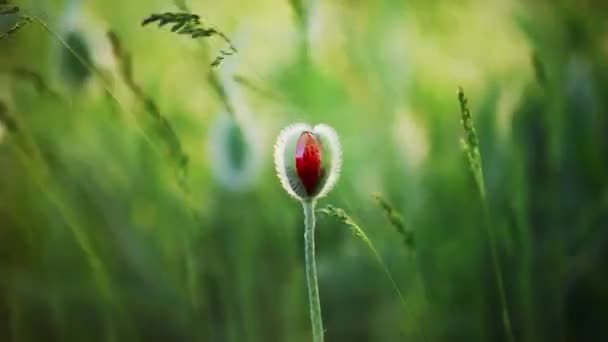 Roter Mohn Grünen Gras Wiegt Sich Wind Frühling Die Natur — Stockvideo