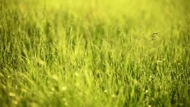 Yeşil Çimenler Güneşin Altında Sallanıyor Tarlada Gün Batımı — Stok video