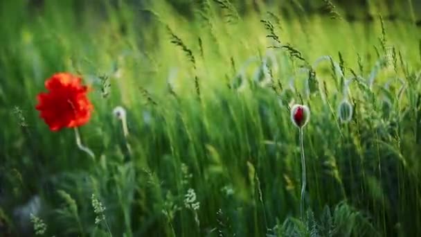 Красный Мак Зеленой Траве Раскачивается Ветру Весной Проснулась Природа — стоковое видео