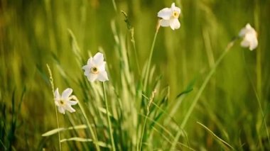 Beyaz nergisler rüzgarda sallanıyor güneşin altında yeşil tarlada